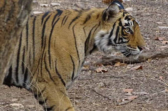 Jaipur Tour Package - Top Attractions in Jaipur