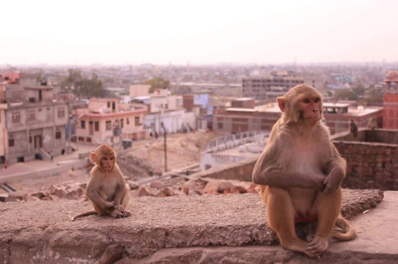 Jaipur: Yoga Experience with Monkey Temple Guided Tour - Who Will Love This Tour