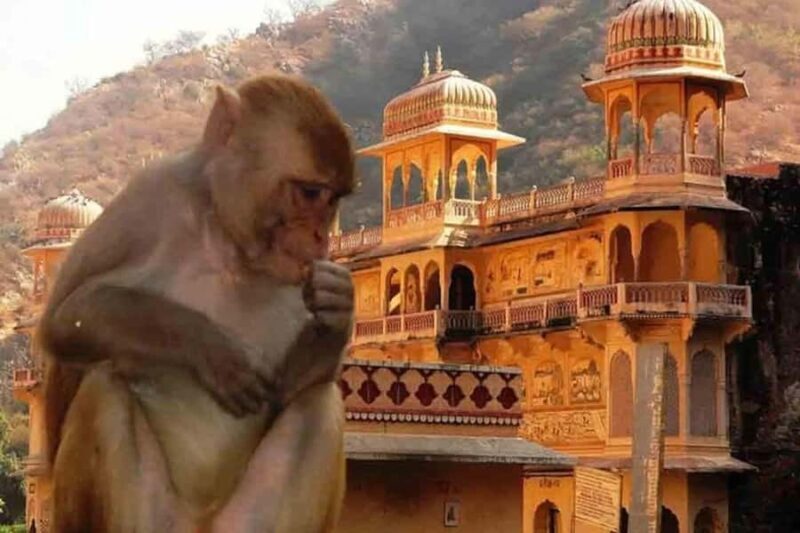 Jaipur: Yoga Experience with Monkey Temple Guided Tour - Frequently Asked Questions