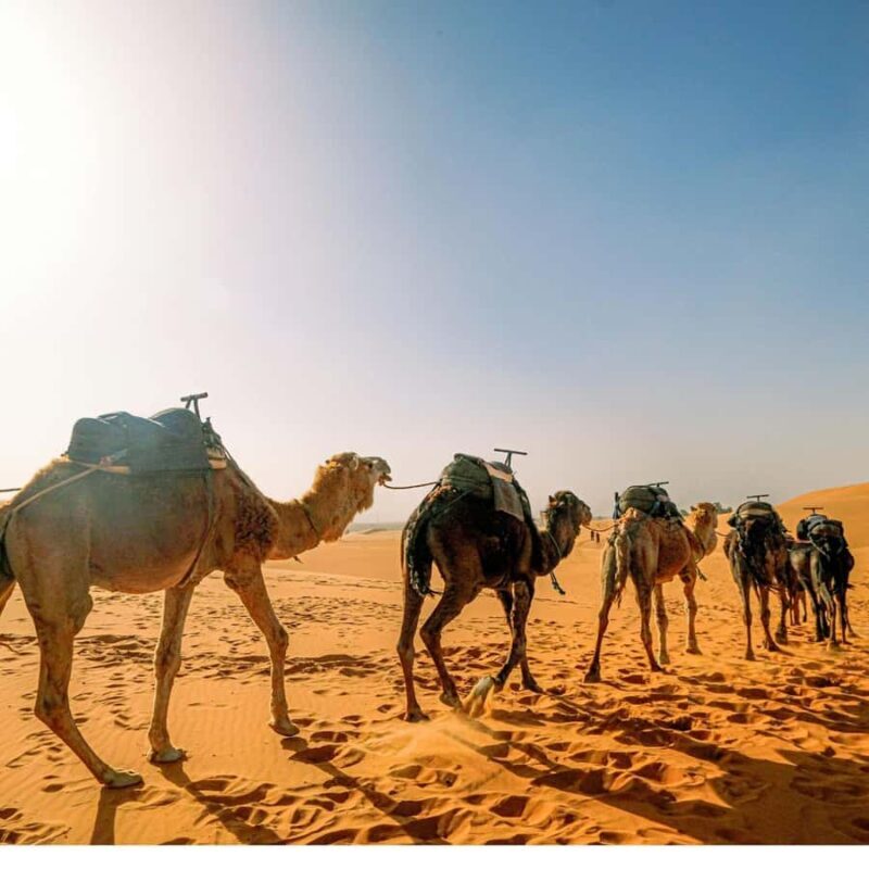 Jaisalmer: Camel Safari, Dinner, and Massage - FAQs