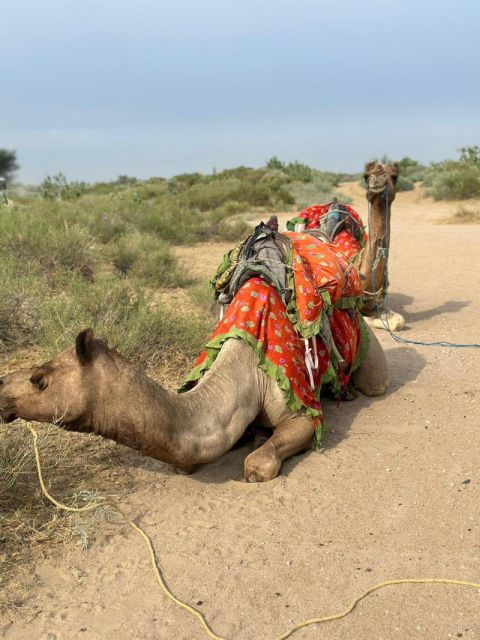 JAISALMER DESERT EXPERIENCE : SLEEPING UNDER THE STAR - Language and Cancellation Policy