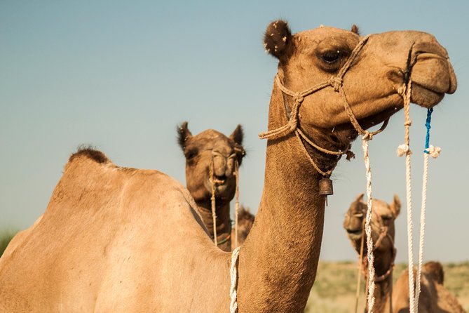 Jaisalmer Overnight Camel Adventure (Feb ) - Experience Details