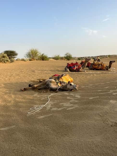 Jaisalmer: Sam Sand Dunes Sunset Tour with Camel Ride - What’s Included and What to Consider