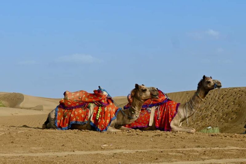 Jaisalmer: Thar Desert Sunset Camel Ride with Dinner & Show - Good To Know