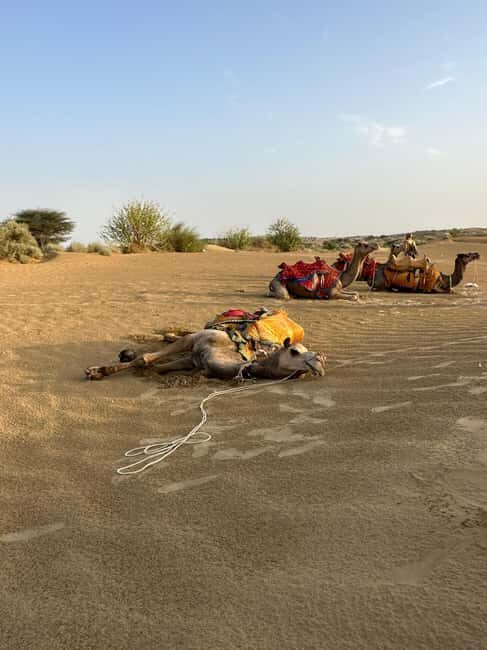 Jaisalmer: Thar Desert Sunset Camel Ride with Dinner & Show - Good To Know