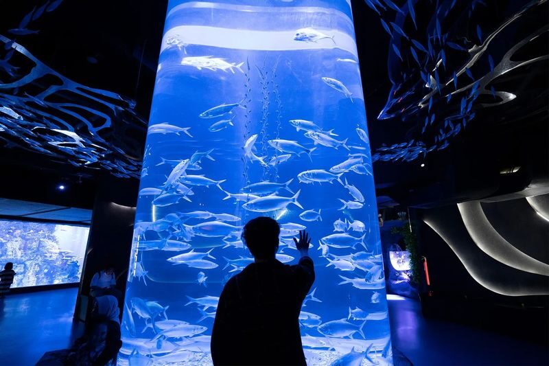 Jakarta AQuarium Safari - At a glance
