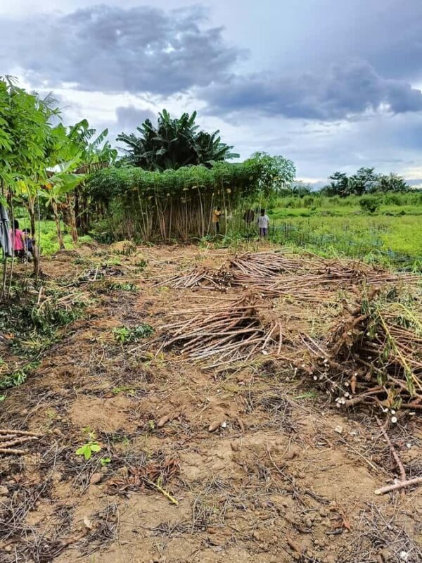 Jakarta Baduy Tracker and Village Full Day Tour - The Sum Up