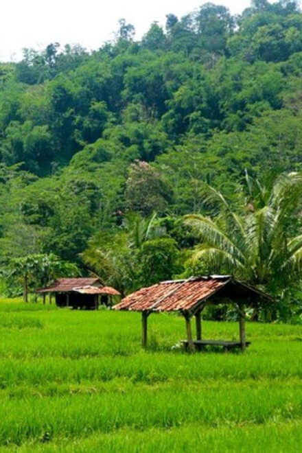 Jakarta: Botanical Garden, Waterfall, Village & Rice Field - Exploring Bogor Botanical Garden
