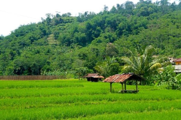 Jakarta: Botanical Garden, Waterfall, Village & Rice Field - Questions You May Have
