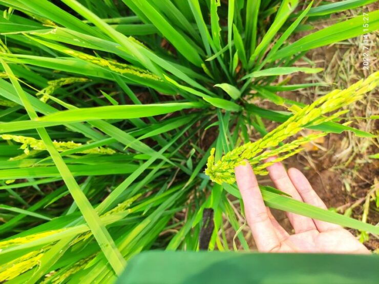 Jakarta : Botanical Garden, Waterfalls, and Rice Fields Tour - Tour Overview