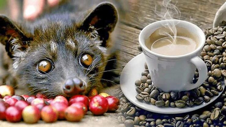 Jakarta: Gunung Volcano, Luwak Coffee Animal, Hot Spring - Cultural Experiences and Impact