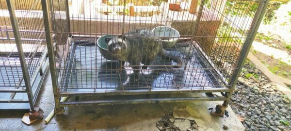 Jakarta: Gunung Volcano, Luwak Coffee Animal, Hot Spring - Common Questions