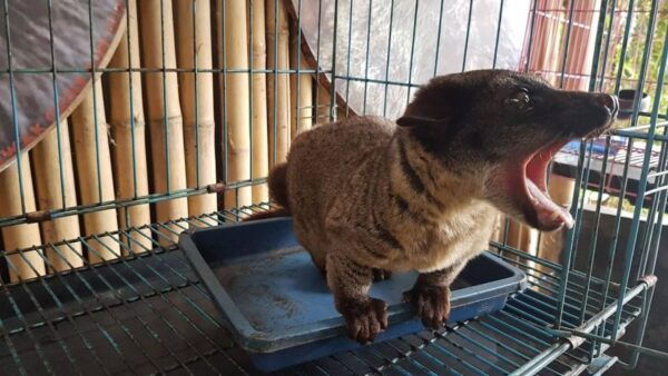 Jakarta: Mount Volcano , Luwak Coffee Animal , Hot Spring - Taste Luwak Coffee and Local Cuisine