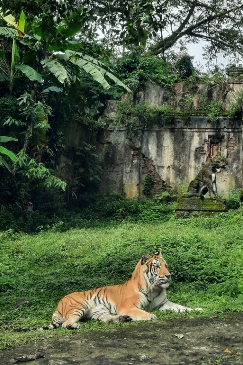 Jakarta: Safari Park, Panda Palace, and Waterfall - Key Points
