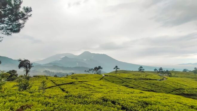 Jakarta: Safari Park Show, Tea Plantation & Waterfall - Animal Shows and Interactions