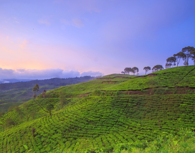 Jakarta: Tangkuban Perahu Volcano & Tea Plantations Day-Tour - Important Travel Information