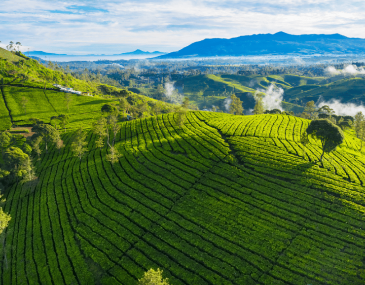Jakarta: Volcanic White Crater Lakes & Tea Plantations Tour - Itinerary Highlights