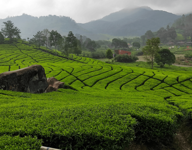 Jakarta: Volcanic White Crater Lakes & Tea Plantations Tour - Rancabali Tea Plantation Experience