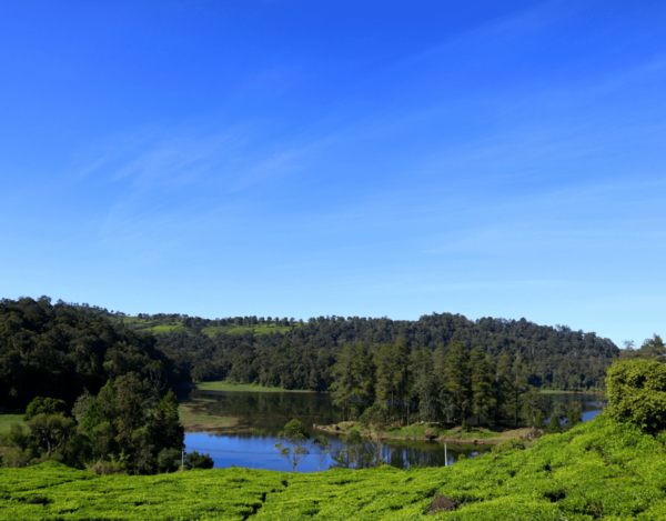 Jakarta: Volcanic White Crater Lakes & Tea Plantations Tour - Included Amenities