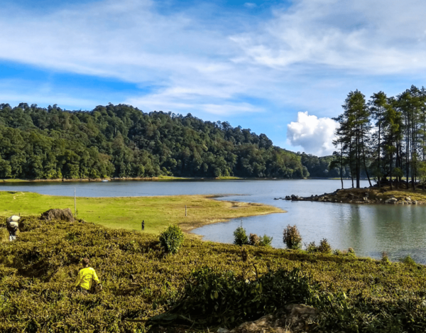 Jakarta: Volcanic White Crater Lakes & Tea Plantations Tour - Questions You May Have