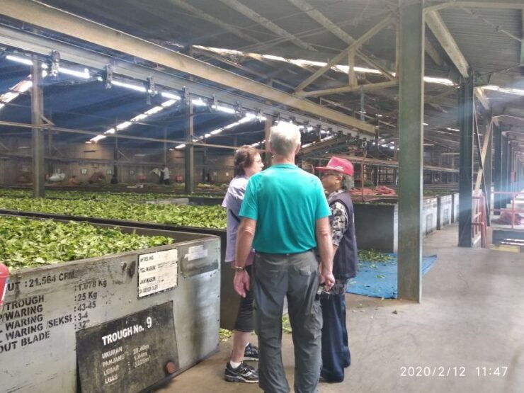 Jakarta: Volcano, Hot Spring, Tea Factory& Coffee Luwak Tour - Tour Highlights and Activities
