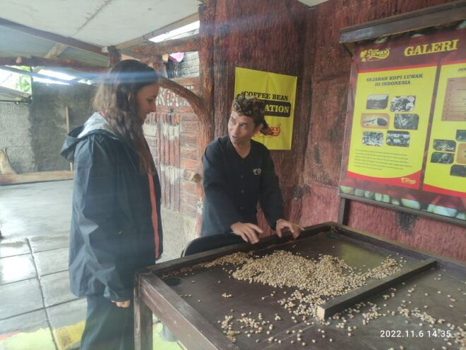 Jakarta: Volcano, Hot Spring, Tea Factory& Coffee Luwak Tour - Customer Reviews and Feedback