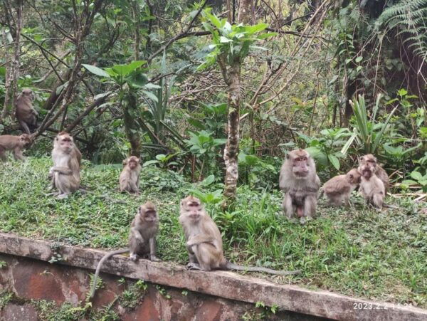 Jakarta: Volcano, Hot Spring, Tea Factory& Coffee Luwak Tour - Directions