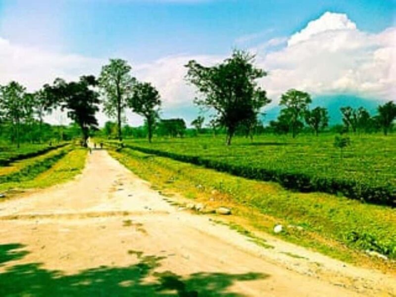 Jalpaiguri: Full-Day Private Tour with Tea Estate Visit - Exploring Jalpaiguri in Depth