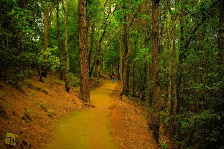 Jamacho Day Hike in Kathmandu - 1 Day - Activity Details