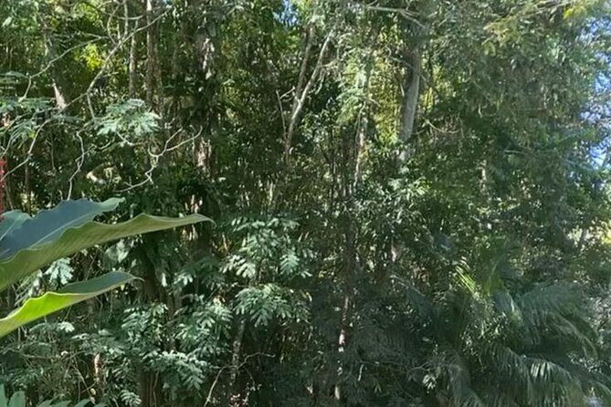 Jamaica Bamboo Rafting with Bus Transportation - What Reviewers Say: Authentic Perspectives