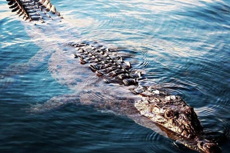 Jamaica: Black River Safari Guided Tour and YS Falls Tour - How to Get the Most Value