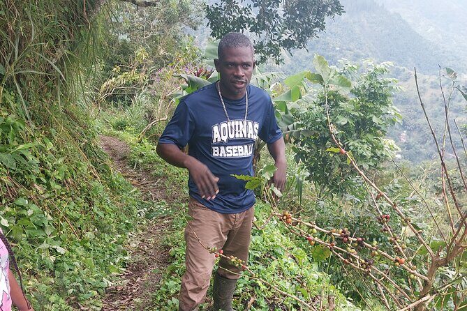 Jamaica Blue Mountain Coffee Tour and sightseeing experience - Introduction