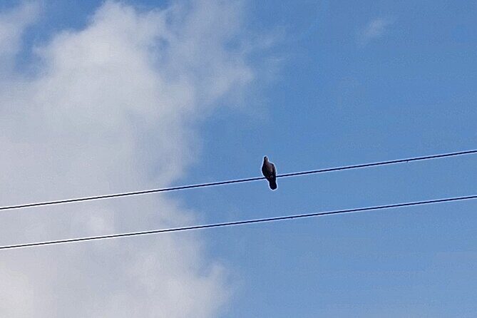 Jamaica Blue Mountain Coffee Tour and sightseeing experience - Good To Know