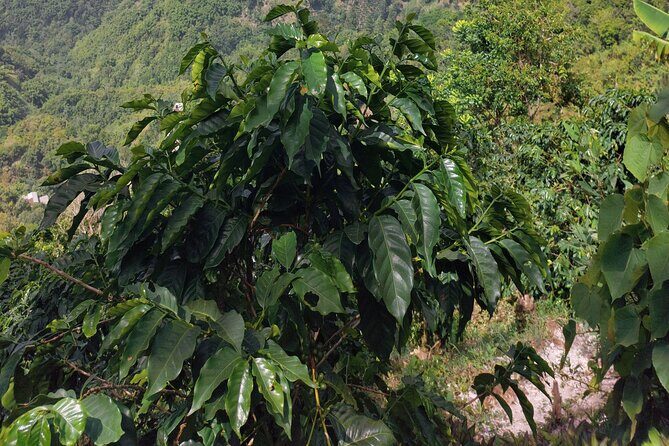 Jamaica Blue Mountain Coffee Tour and sightseeing experience - Real Traveler Insights