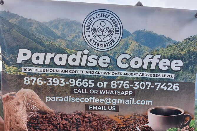 Jamaica Blue Mountain Coffee Tour and sightseeing experience - The Sum Up