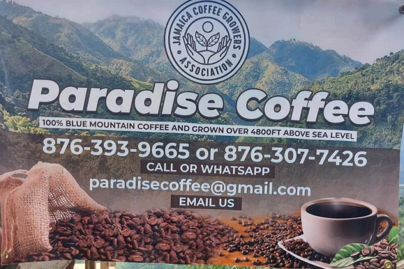 Jamaica Blue Mountains: Coffee tasting and nature adventure - A Guided Journey Through Jamaica’s Blue Mountains