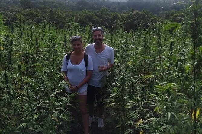 Jamaica Farm Private Dispensary Tour Montego Bay - Who Will Love This Tour?