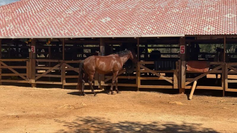Jamaica: Horseback Riding and Sunset Catamaran Cruise - Good To Know