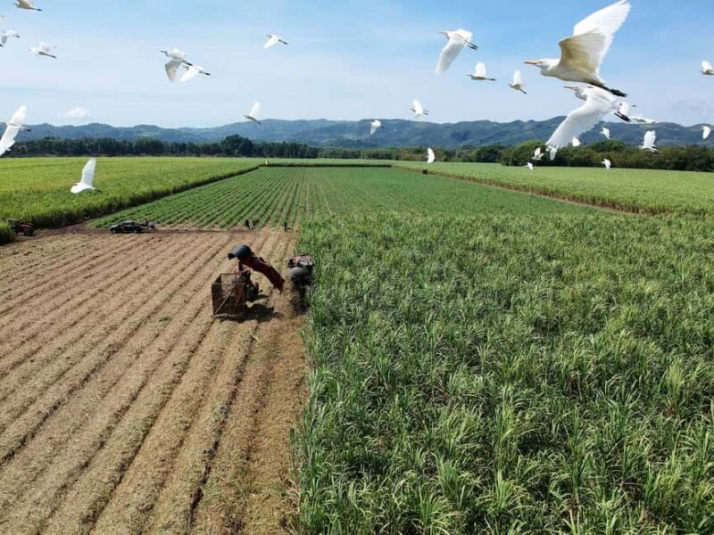 Jamaica: Worthy Park Rum Estate - Good To Know