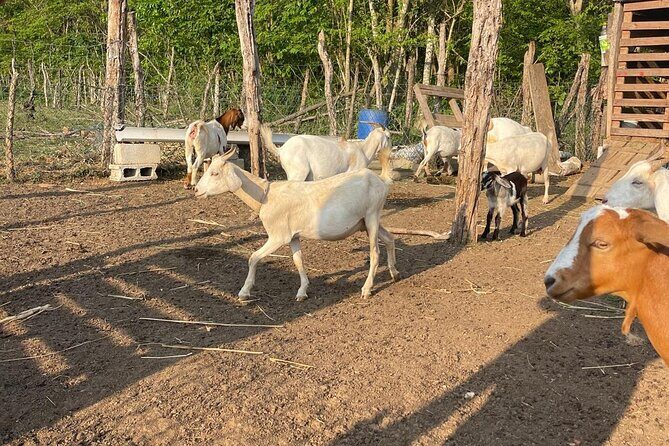 Jamaican Farm Life, Local Beach Experience - Family Friendly - A Deep Dive into the Jamaican Farm Life, Local Beach Experience