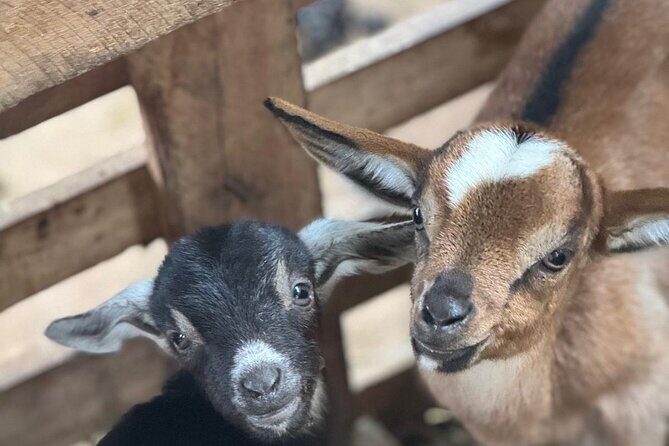 Jamaican Farm Life, Local Beach Experience - Family Friendly - Frequently Asked Questions