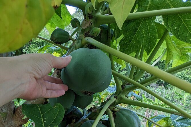 Jamaican Roots Tropical Farm Tour - Taste & Explore (Negril) 2hr - The Sum Up