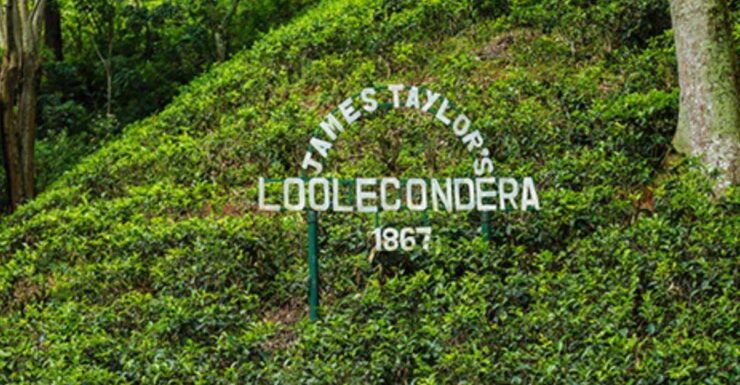 James Taylor's Enchanting Tea Story Tour From Kandy - Activity Details