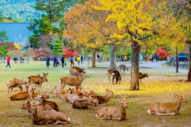 Japan: 7-Day Private Tour with Driver and Guide - Additional Options & Extensions
