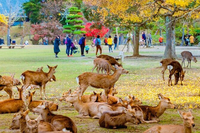 Japan Golden Route 7 Day Budget Tour - FAQ