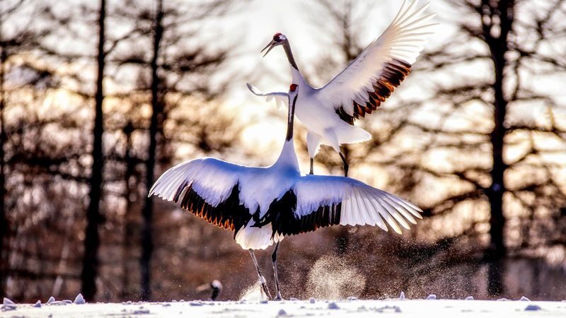 Japan Hokkaido | Eastern Hokkaido Private Car Tour: Kushiro & Lake Akan Customized 5/7-Hour Private Car Charter | Flexible Itinerary - A driver handles the road, while you set the priorities