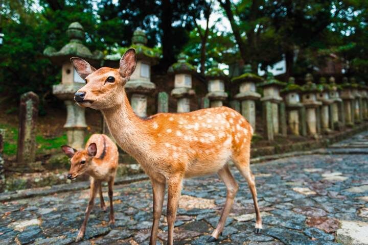 Japan In-Depth 16-Day Tour by SKR Reisen - Who should book Japan In-Depth?