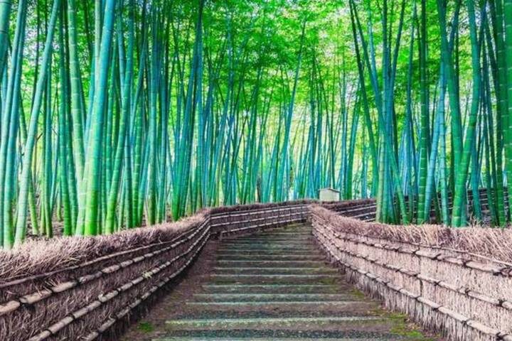 Japan & Korea Must sees by Vio Travel - 11-Day Tokyo to Seoul Tour - Kyoto’s temples, bamboo and a very full day