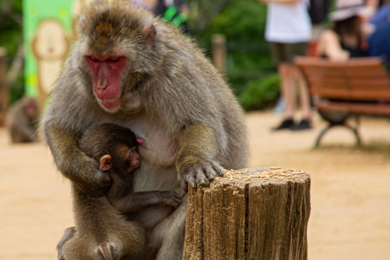 Japans Garden of Eden in Arashiyama Private Tour - Arashiyama beyond the bamboo