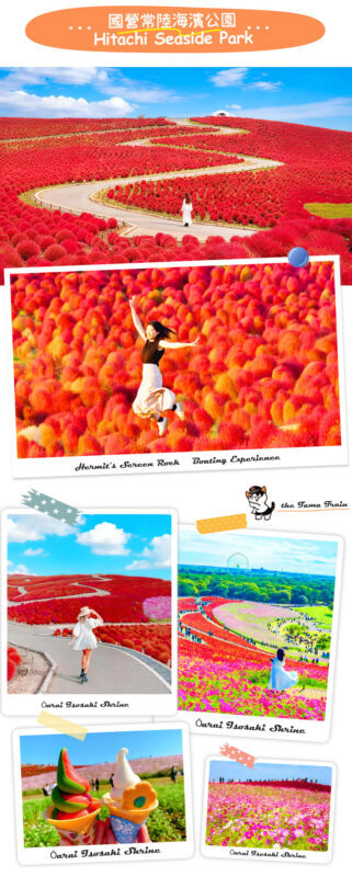 Japans Top 3 Illumination Shows: Flower Garden of Light & Ibaraki Lucky Turtle & Nakaminato Fish Market & Oarai Isosaki Shrine One-Day Tour - Price, value and the trade-offs